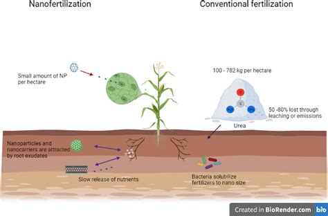 Strategic Applications Of Nano Fertilizers For Sustainable Agriculture