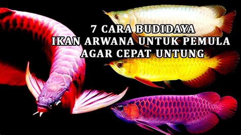 7 Cara Budidaya Ikan Arwana Untuk Pemula Agar Cepat Untung