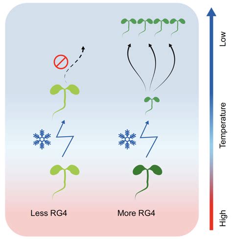 科学网—nature Communications：植物通过rna G 四链体来促进低温适应 郝兆东的博文