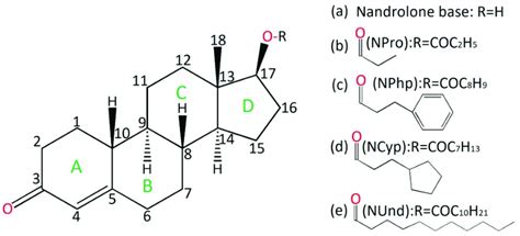 Chemical structure of nandrolone Estr 4 en 17β ol 3 one illustrating
