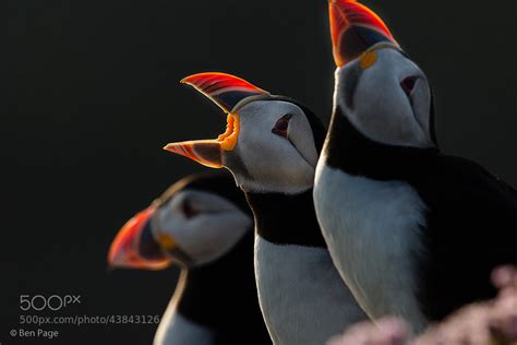 9 Perfect Puffin Photos Nature TTL