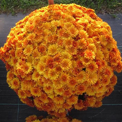 Chrysanthemum X Morifolium Mika Orange Garden Mum From Garden Center