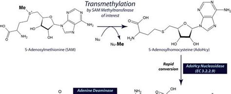 Sam510 Sam Methyltransferase Assay A Non Radioactive Colorimetric