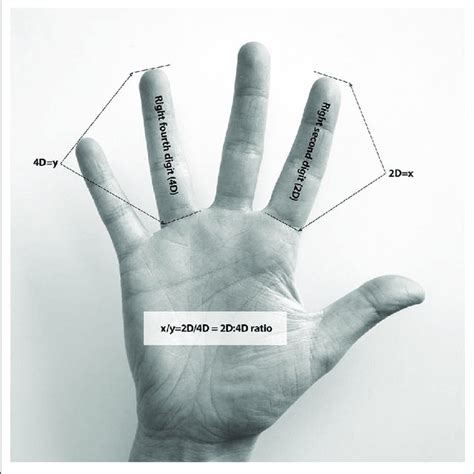 Measurement And Calculation Of The Second To Fourth Digit 2d4d Ratio Download Scientific