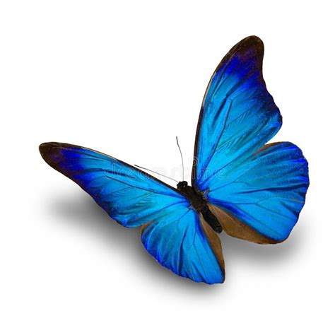 Blue Butterfly Flying Stock Photo Image Of Blue Butterfly