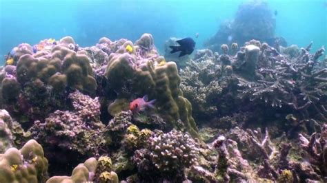 First Dive In Koh Tao Thailand Youtube