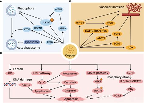 Frontiers Copper Metabolism And Hepatocellular Carcinoma Current