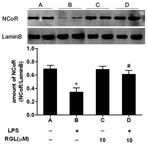 Rgl Abrogates Lps Induced Ncor Degradation In Hk Cells Hk Cells