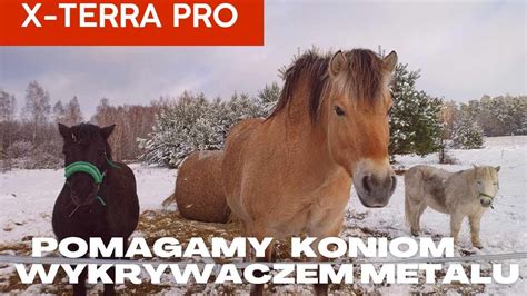 Pomagamy Koniom Wykrywaczem Metalu X Terra Pro Czyli Zimowe