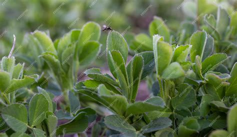 Alfalfa Plant Leaves