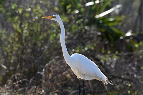 White Bird Flying · Free Stock Photo