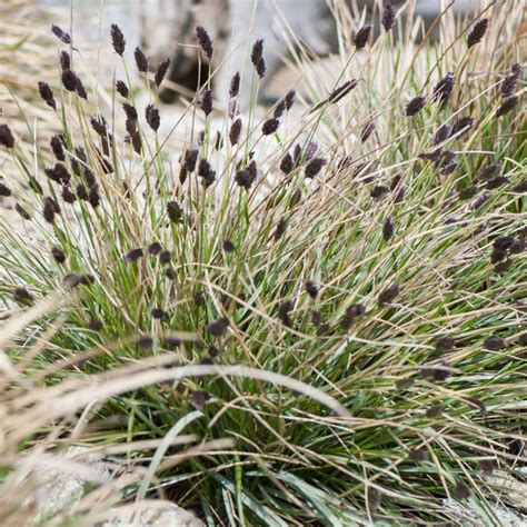 Szk Ka Bylin Dobrepole Sesleria Heufleriana Sesleria Heufflera