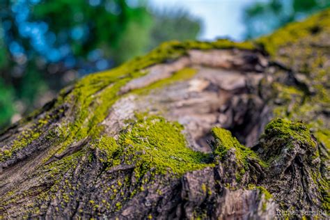 Rock Macro Wood Textured Growth Plant Bark Tree Trunk 720P No