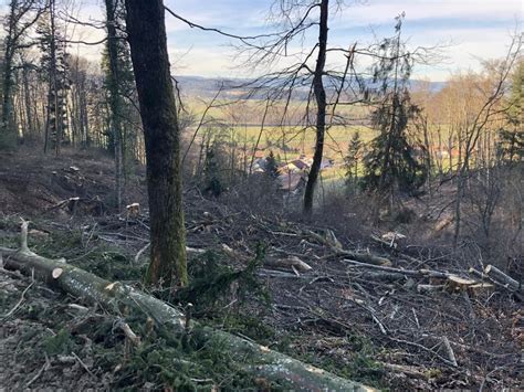 Growing Forests Losing Forests