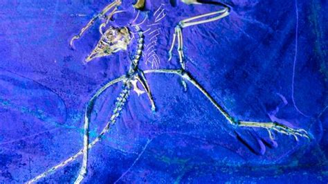 Urvogel Archaeopteryx Forscher Entdecken Spuren Des Federkleids DER