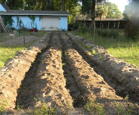 The Big Potato Bed Of Huge Potatoeyness The Survival Gardener