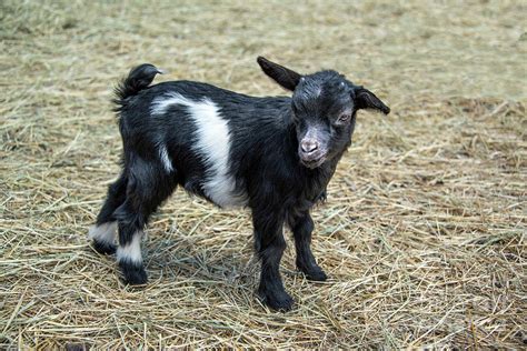 Fainting Goat Baby In Barn Yard Hay Is Called A Kid 1 Photograph By