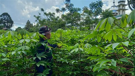 Sukseskan Ketahanan Pangan Yang Produktif Babinsa Dampingi Petani