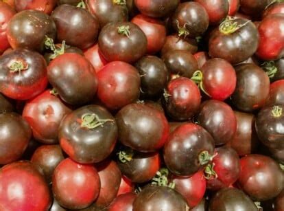 11 Reasons To Grow Tiny Tim Tomatoes This Season