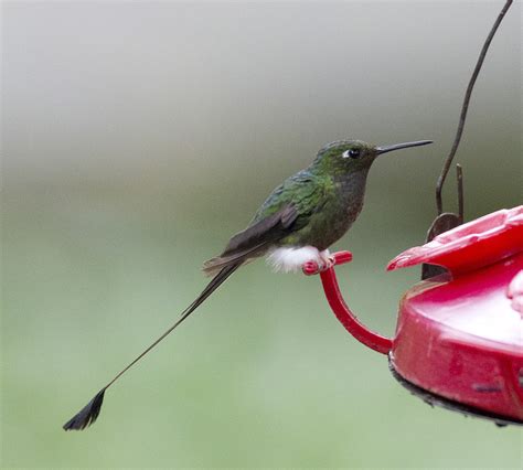 Booted Racket-Tail Hummingbird (Mindo) (Quito Day 1C 483) – SEADOC ...