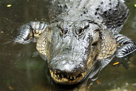 Texas Father Stops 11 Foot Alligator Eating Daughter As A Snack Newsweek