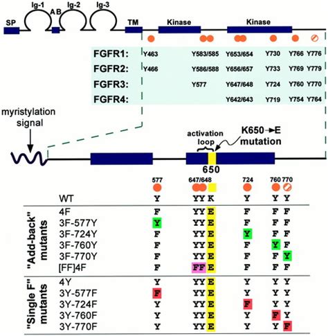 Identification Of Tyrosine Residues In Constitutively Activated