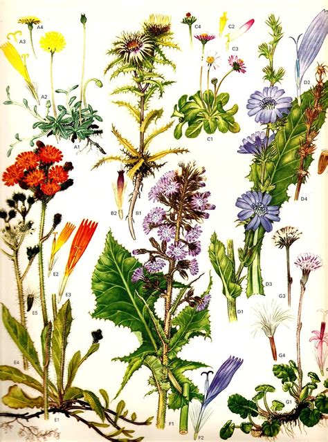 Vintage 1970 Color Art Print Wild Flowers Book Plate 22 Mouse Ear Thistle Daisy Blue Snowthistle