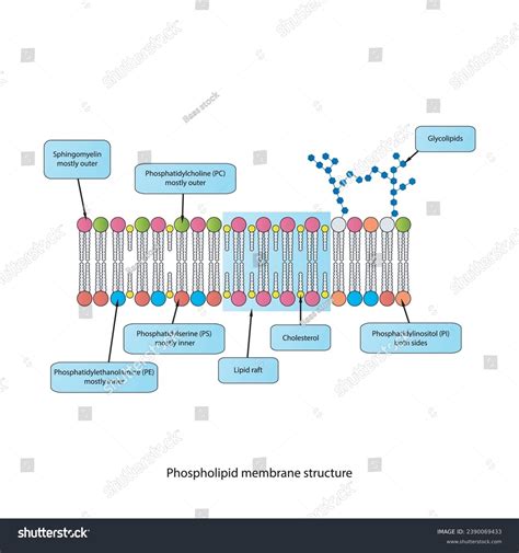 Diagrams Showing Schematic Structure Cytoplasmatic Membrane Stock