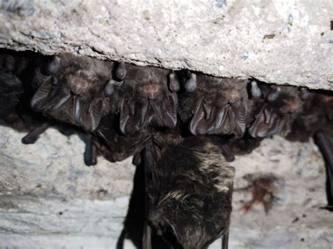 Rescue Of More Than 500 Barbastelle Bats Ukrainian Bat Rehabilitation