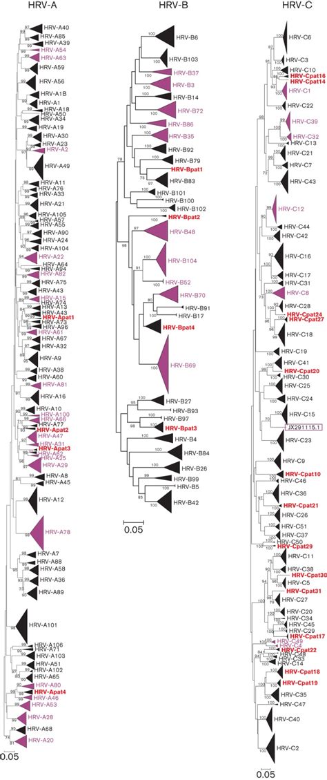 Phylogenetic Analysis Of All Available VP4 VP2 Sequences Of HRV A B