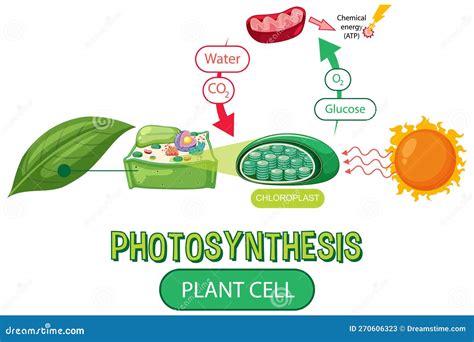 Diagram Of Photosynthesis For Biology And Life Science Education Stock