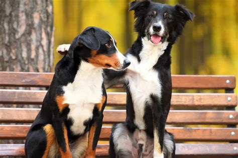 Cane Maschio Quando Diventa Fertile Cosa Sapere