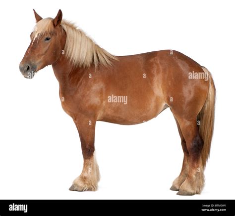 Belgian Horse Breed