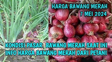 Harga Bawang Merah Hari Ini Mei Info Harga Bawang Merah Di