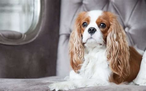 The History of King Charles Spaniel | NewDoggy.com