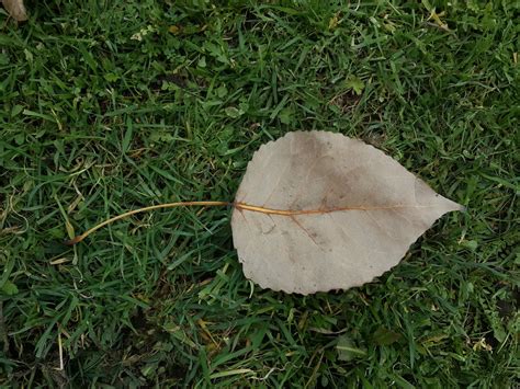 Hoja Naturaleza Verde Foto Gratis En Pixabay Pixabay