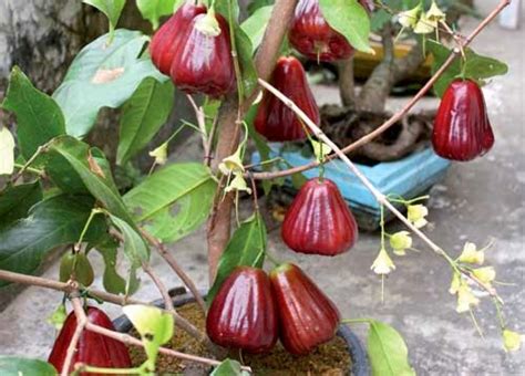 Cara Membuat Tabulampot Jambu Bol Jamaika Berbuah Lebat Petani TOP