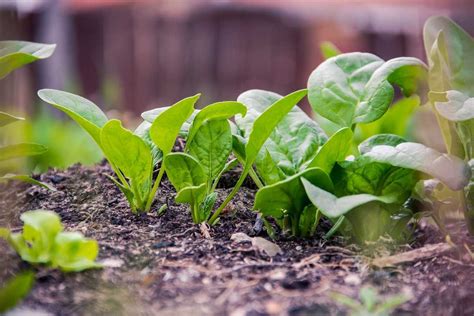 Growing Organic Leafy Vegetables | Gardening Tips