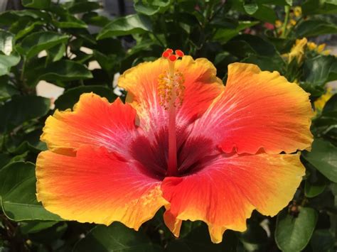 Overwintering Tropical Hibiscus Indoors Bob S Market And Greenhouses