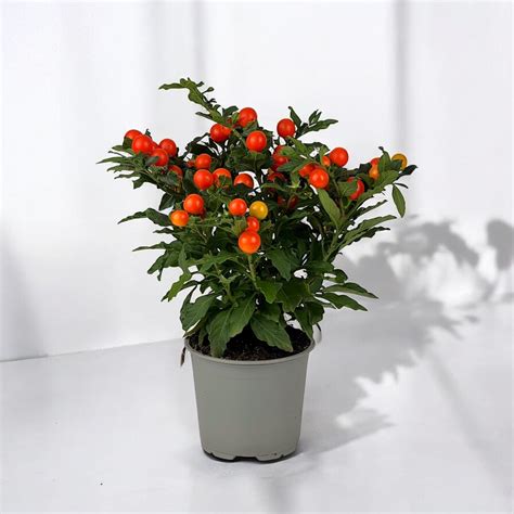 solanum plant buy   floristikacommy