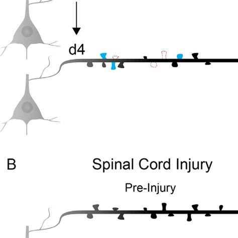 Changes In Layer 5 Dendritic Spine Dynamics During Motor Learning And