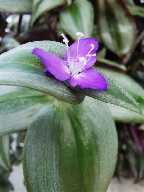 Tradescantia Zebrina Pendula Purpusii Dibleys