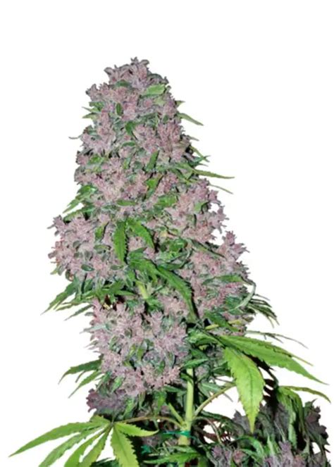 Purple Kush Cannabis Strain Information Growdiaries