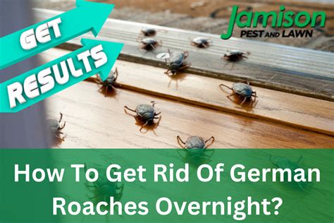 How To Get Rid Of German Roaches Overnight