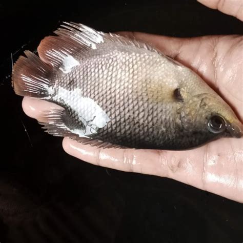 Jual Bibit Ikan Gurame Soang Shopee Indonesia