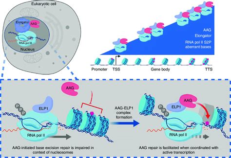 Model Of Aag Initiated Dna Repair Coordinated With Gene Expression