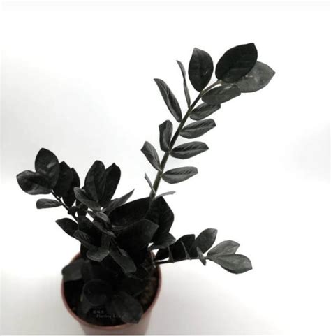 High Quality Black Zamioculcas Zamiifolia Bonsai For Whosales China