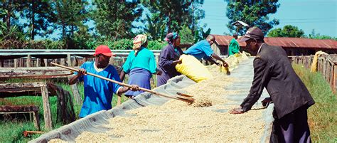 Кенийский кофе купить Kenyan coffee