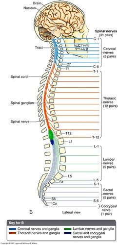 Cranial Nerves And Pns Anatomy Flashcards Quizlet