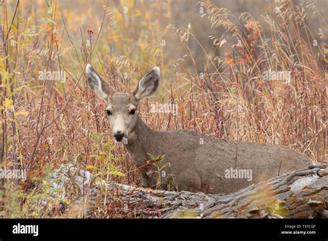 Young Mule Deer Behind Log With Shrubbery In The Background Stock Photo